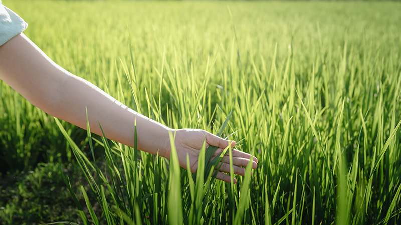 Agricoltura sostenibile per un futuro migliore
