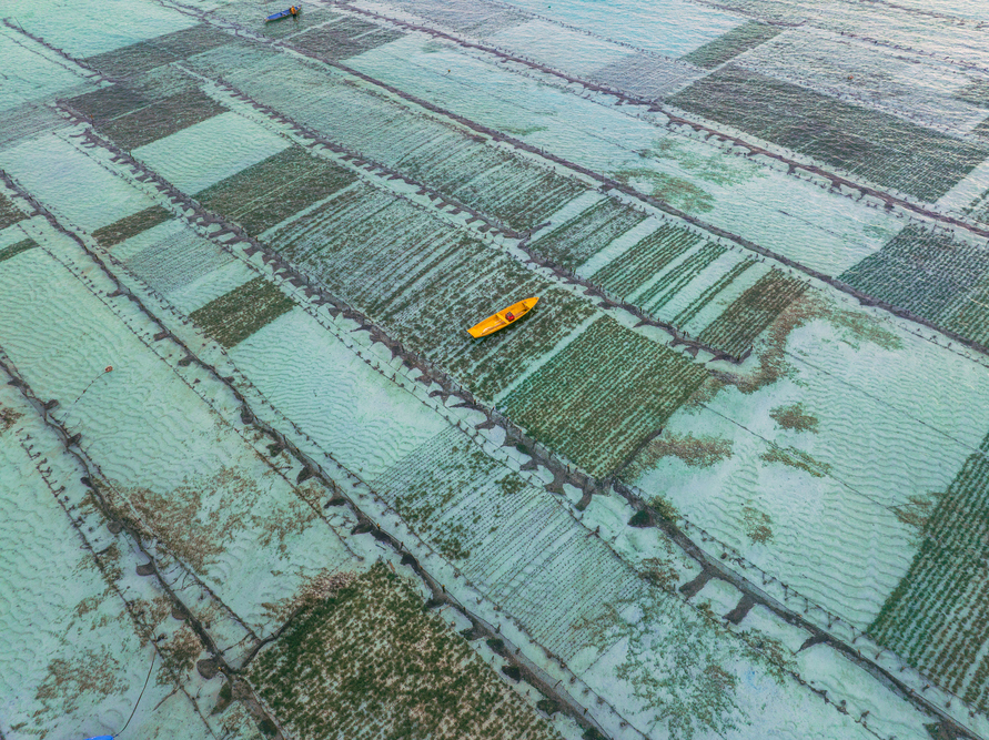 Le alghe, arma di contrasto per la decarbonizzazione